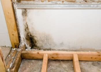 Why Professional Mold Services Often Outweigh DIY Testing Kits: The Importance of Proper Detection and Remediation