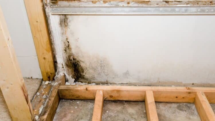Why Professional Mold Services Often Outweigh DIY Testing Kits: The Importance of Proper Detection and Remediation