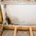 Why Professional Mold Services Often Outweigh DIY Testing Kits: The Importance of Proper Detection and Remediation