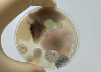 Accuracy Matters: Evaluating the Effectiveness of DIY Mold Tests Against Professional Standards