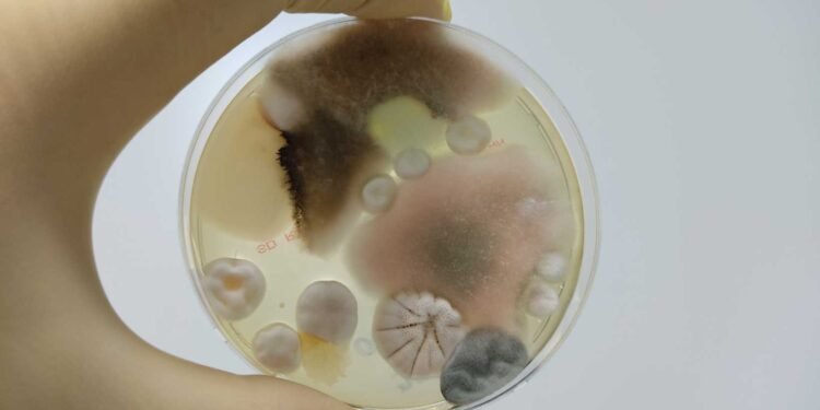 Accuracy Matters: Evaluating the Effectiveness of DIY Mold Tests Against Professional Standards