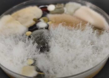 Bridging the Gap: DIY Mold Tests as Preliminary Step Before Professional Inspection