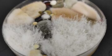 Bridging the Gap: DIY Mold Tests as Preliminary Step Before Professional Inspection