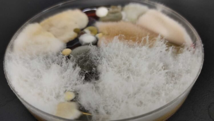 Bridging the Gap: DIY Mold Tests as Preliminary Step Before Professional Inspection