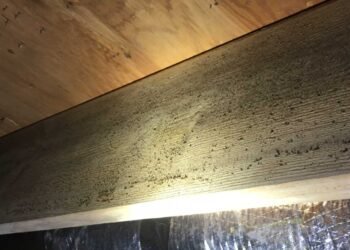 Common Misconceptions About Home Mold Tests: The Reality of Professional Mold Inspection