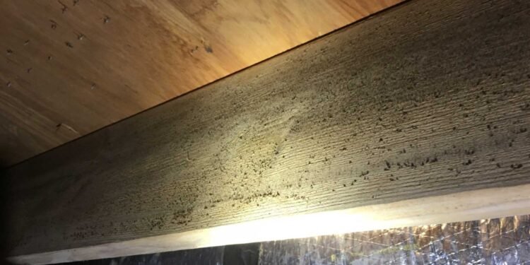Common Misconceptions About Home Mold Tests: The Reality of Professional Mold Inspection