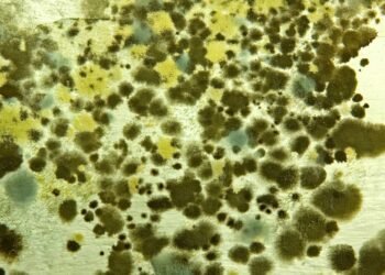 DIY Mold Testing Kits: The Truth about Their Value and Effectiveness