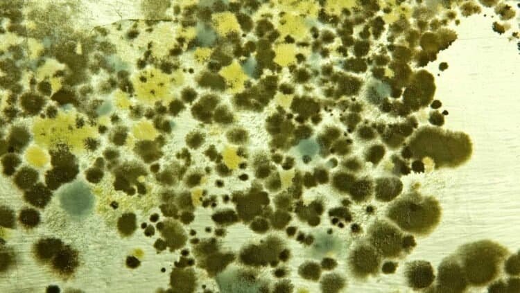 DIY Mold Testing Kits: The Truth about Their Value and Effectiveness