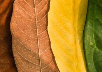 The Impact of Seasonal Changes on CIRS Symptoms: Exploring the Connection
