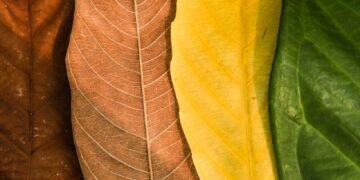 The Impact of Seasonal Changes on CIRS Symptoms: Exploring the Connection