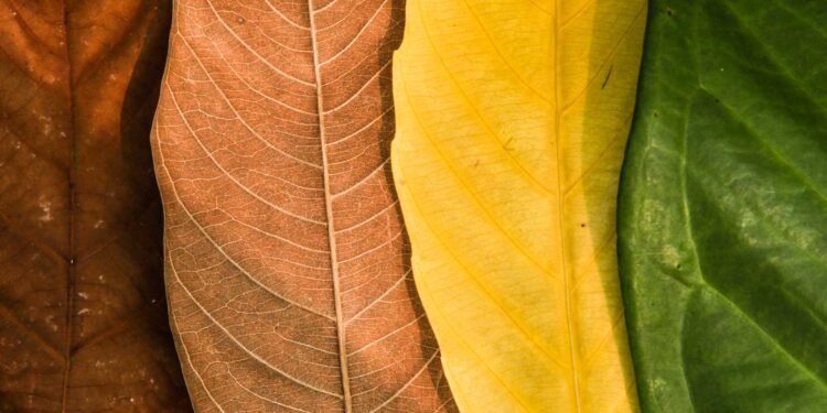 The Impact of Seasonal Changes on CIRS Symptoms: Exploring the Connection